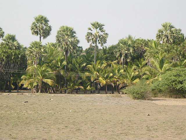 Hoka Trees, Diu