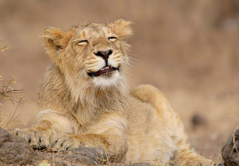 Gir Forest near Diu